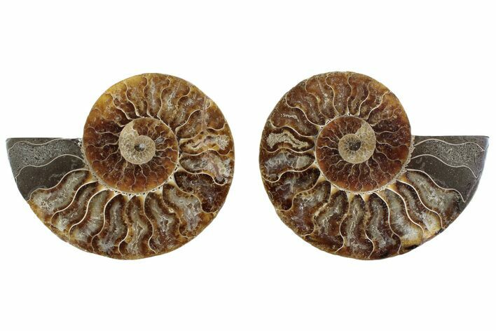Cut & Polished Crystal-Filled Ammonite Fossil - Madagascar #364747
